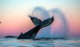 娱乐爆料鲸鱼视频大全,揭秘明星幕后趣事